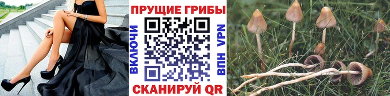 Галлюциногенные грибы прущие грибы  цены наркотик  Гуково 